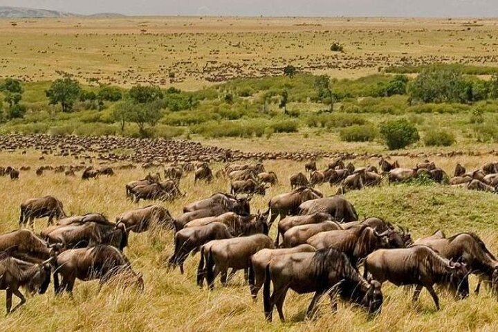 3 Days, 2 nights Maasai Mara Private Safari