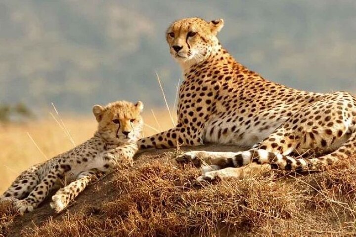 3 Days, 2 nights Maasai Mara Private Safari