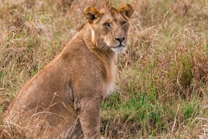 3 Days, 2 nights Maasai Mara Private Safari