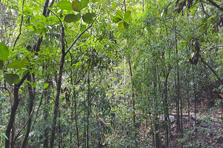 Kanneliya Rain Forest Tour