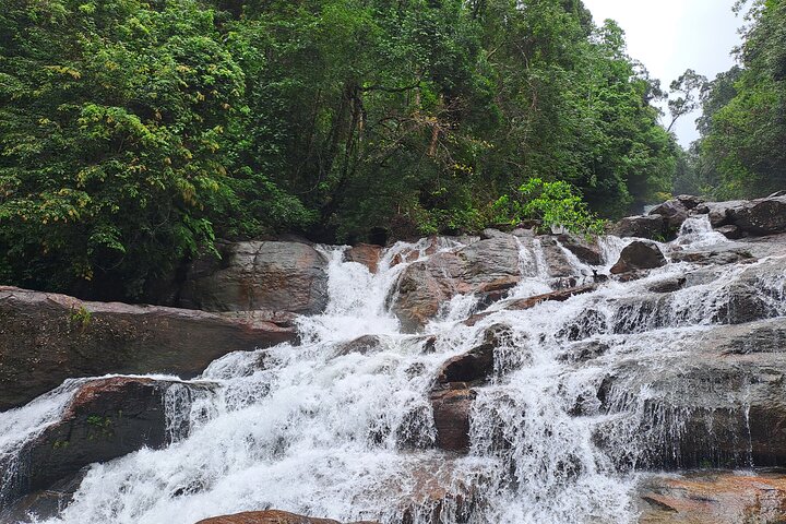Kanneliya Rain Forest Tour