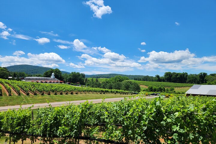 5 Hour Historic Thomas Jefferson Wine Tour