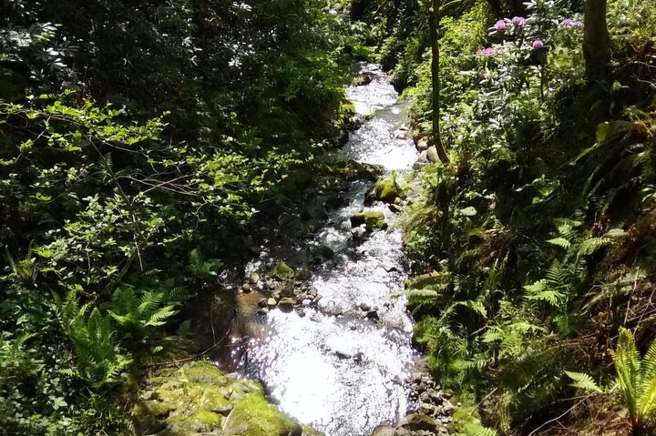 Mtirala National Park & Botanical Garden / Tour From Batumi