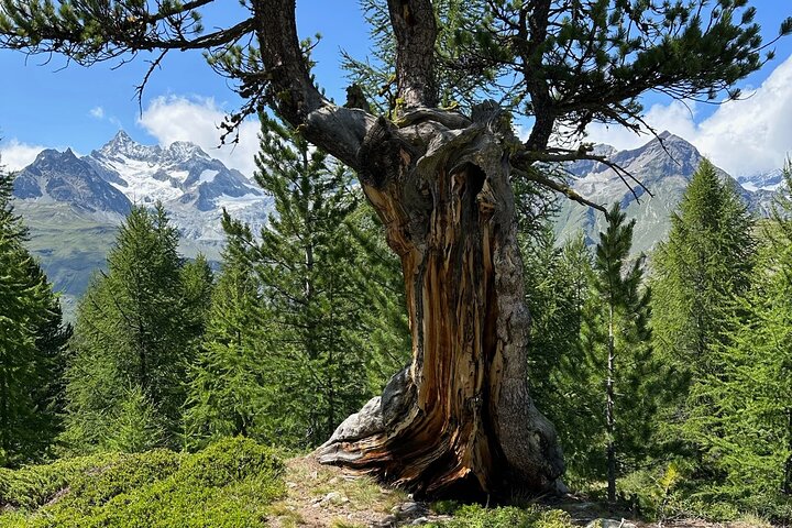 Guided Hiking Half Day in Zermatt