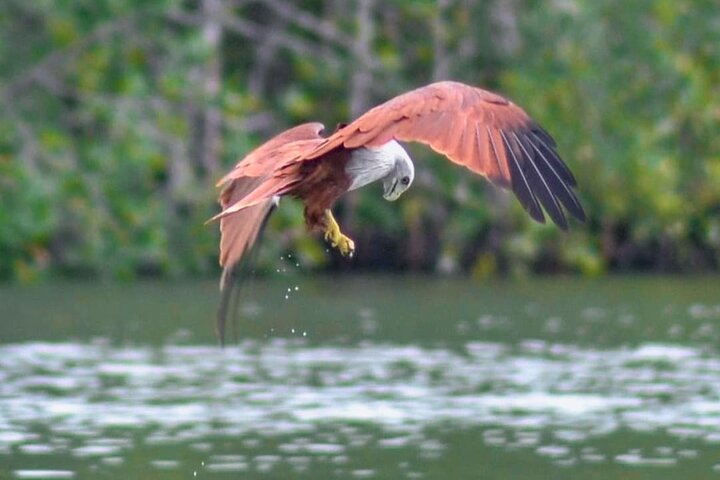 Langkawi Mangrove Boat Tour at Kilim Geoforest Park