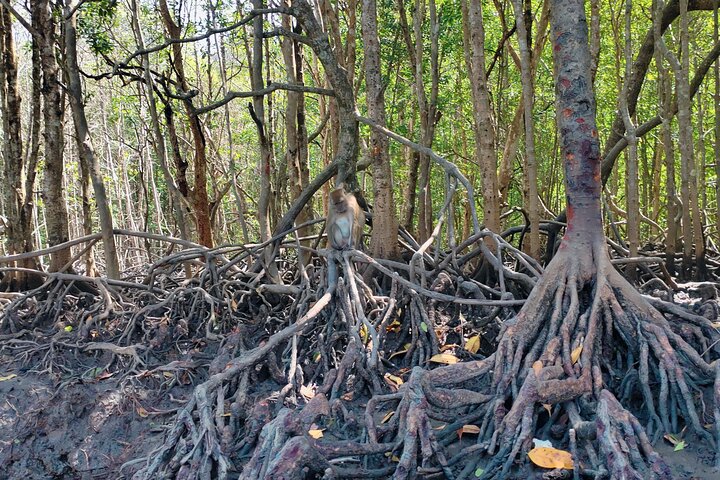 Langkawi Mangrove Boat Tour at Kilim Geoforest Park