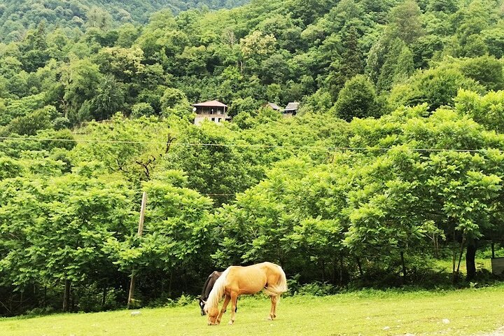 Mtirala National Park & Botanical Garden / Tour From Batumi