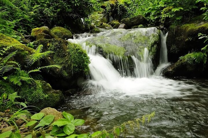 Mtirala National Park & Botanical Garden / Tour From Batumi