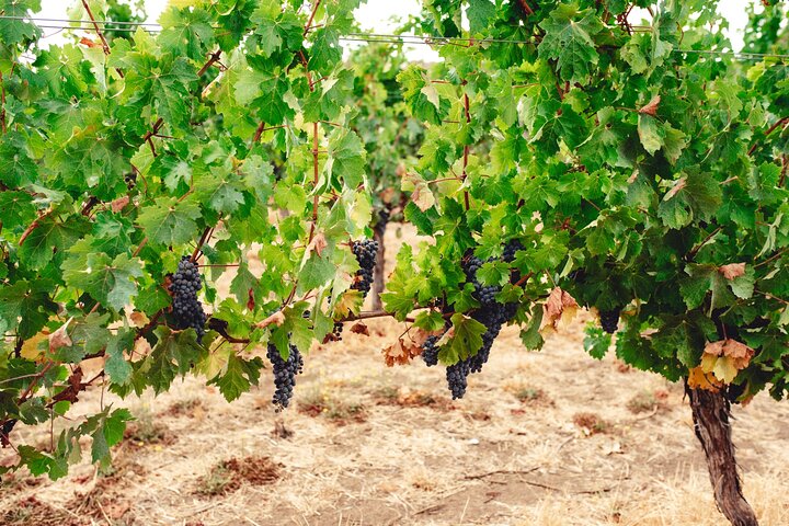 Premium Wine Tour with Tannin Road (Departs Dunsborough)