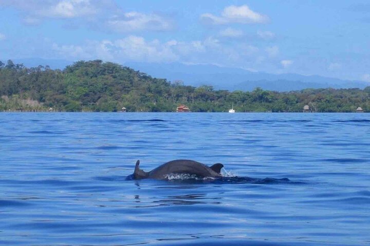 Bocas del Toro Island Hopping Day Tour in Zapatilla Beach