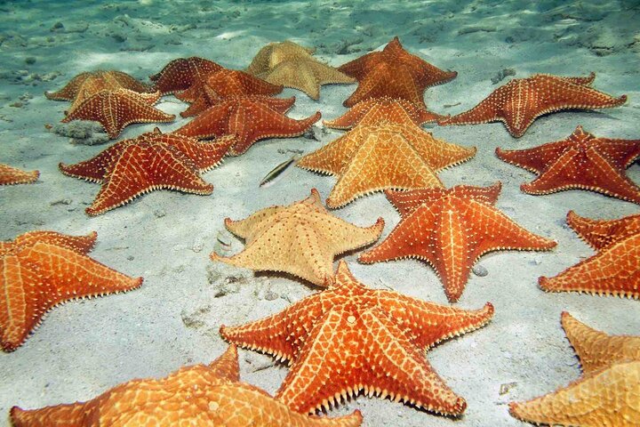 Bocas del Toro Island Hopping Day Tour in Zapatilla Beach