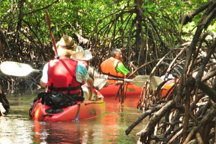 Mangrove Tour by Kayaking in Ko Lanta With Lunch