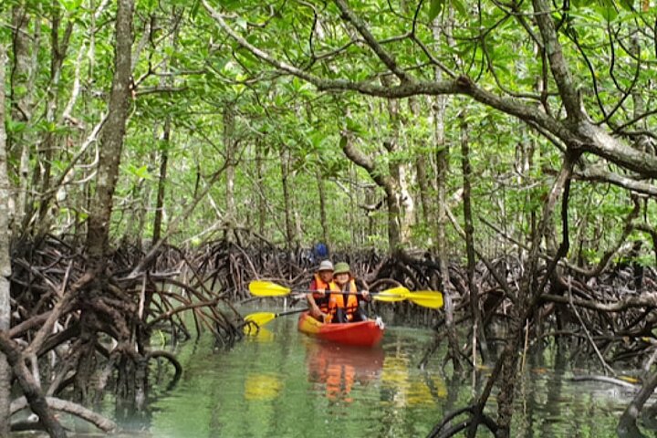 Mangrove Tour by Kayaking in Ko Lanta With Lunch