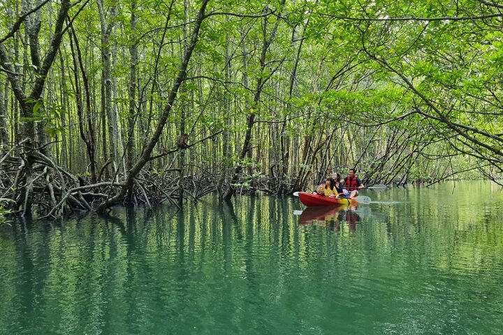 Mangrove Tour by Kayaking in Ko Lanta With Lunch