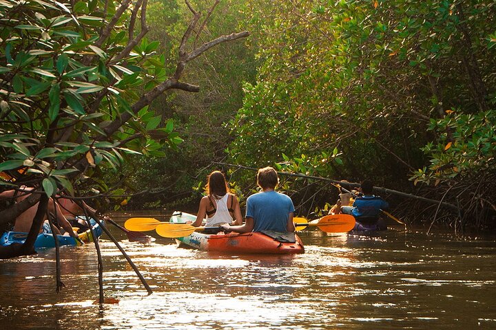 Mangrove Tour by Kayaking in Ko Lanta With Lunch