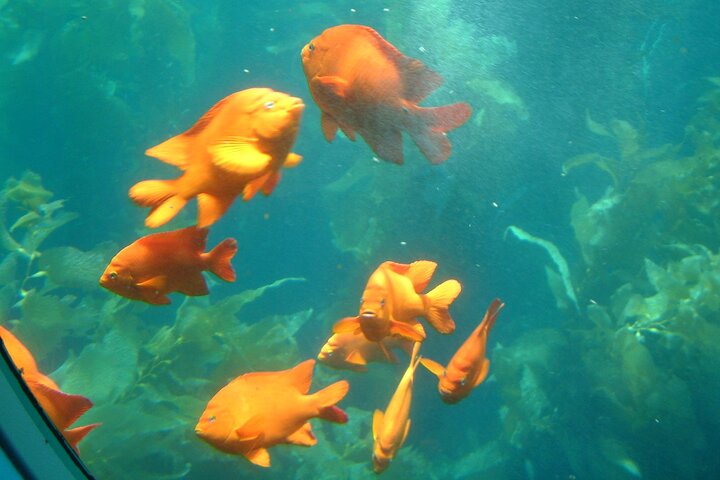 Yellow Semi-Submarine Tour of Catalina Island From Avalon