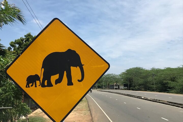 Half Day Safari Guided Tour