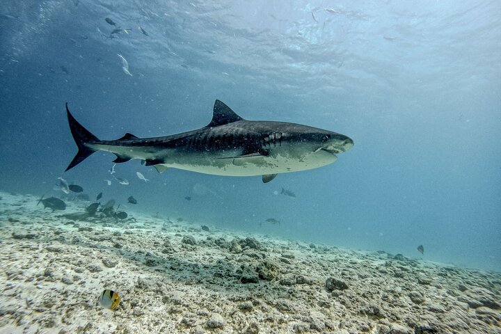 Tiger Shark Diving in Fuvahmulah:8 Days, 7 Nights 15 dives offer