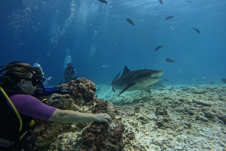 Tiger Shark Diving in Fuvahmulah:8 Days, 7 Nights 15 dives offer