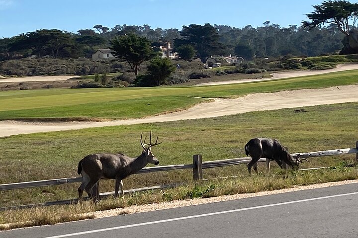 4 hour Electric Bike Rental on 17 Mile Drive