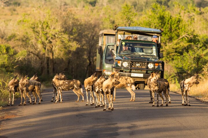 Hluhluwe-Imfolozi Park Half-day Big Five Safari Adventure