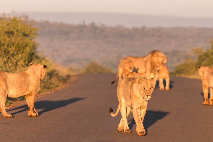 Hluhluwe-Imfolozi Park Half-day Big Five Safari Adventure
