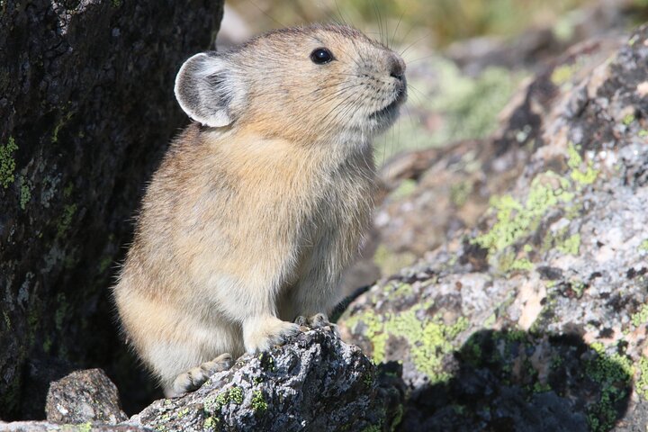 RMNP: Bear Lake Corridor Tour