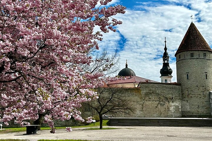 Guided Old Town Tallinn Historical Walking Tour
