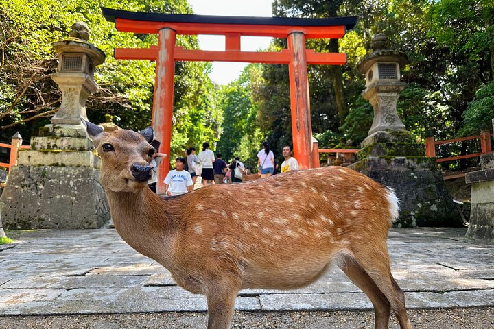 World Heritage Kyoto & Nara Uji Authentic Matcha Experience