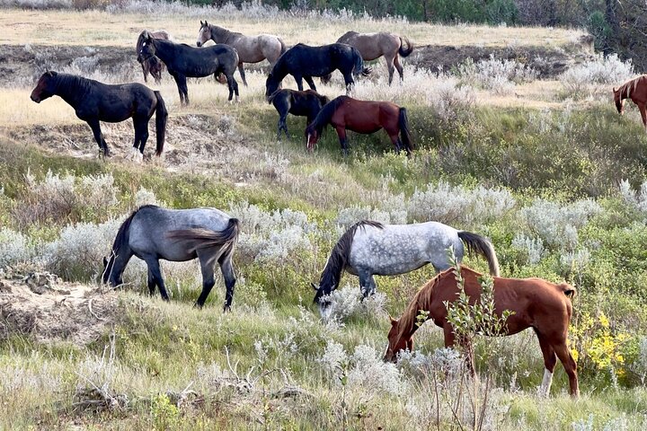 Self Guided Audio Tour of Theodore Roosevelt National Park