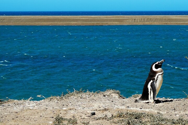 Peninsula Valdés - EARLY BOOKING -20 OFF - for Cruise Passengers