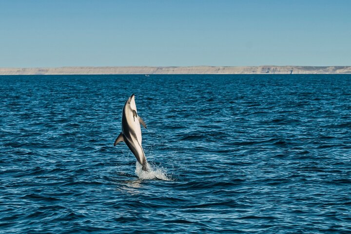 Peninsula Valdés - EARLY BOOKING -20 OFF - for Cruise Passengers