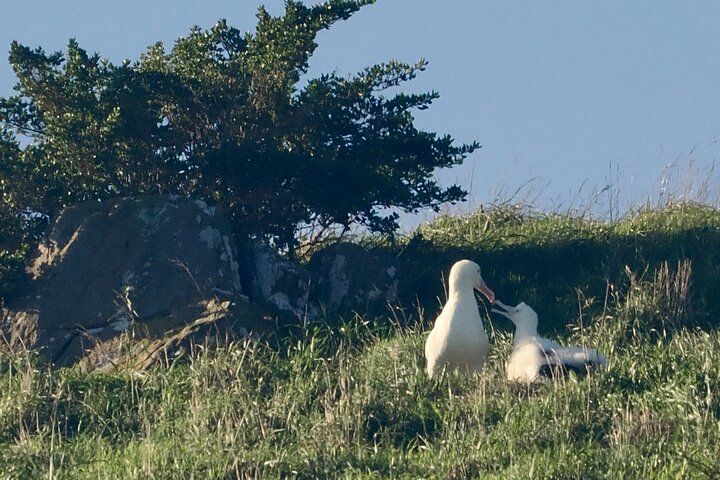 Albatross, seals, and sea birds-Wildlife Cruise