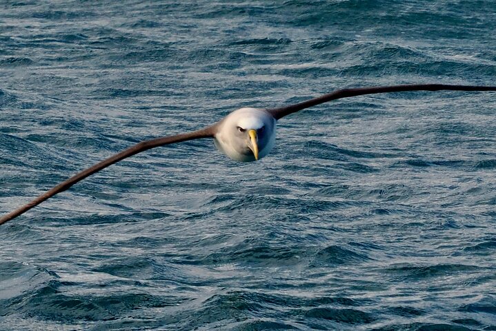 Albatross, seals, and sea birds-Wildlife Cruise