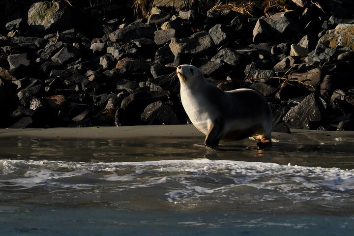 Albatross, seals, and sea birds-Wildlife Cruise