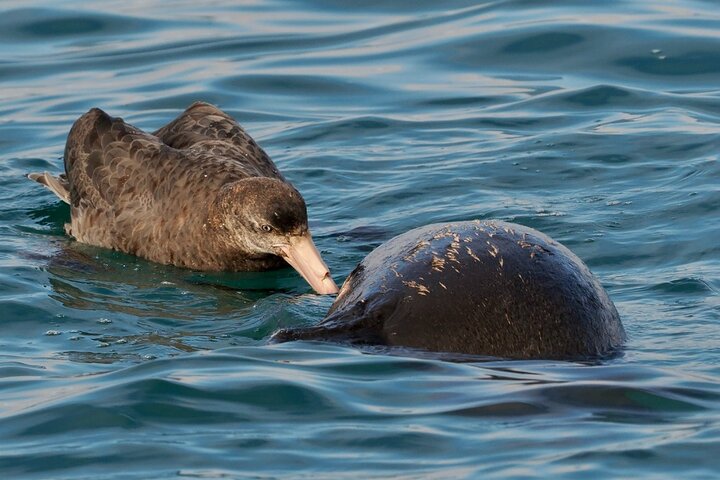Albatross, seals, and sea birds-Wildlife Cruise
