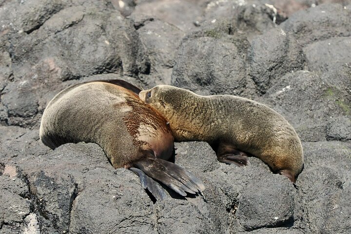 Albatross, seals, and sea birds-Wildlife Cruise