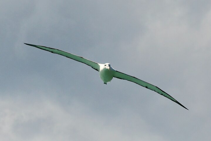 Dunedin Wildlife Cruise-Albatross, seals and harbour