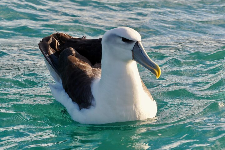 Dunedin Wildlife Cruise-Albatross, seals and harbour