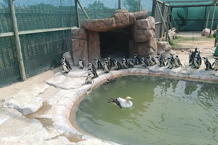 Guided Port Elizabeth Coastal Tour