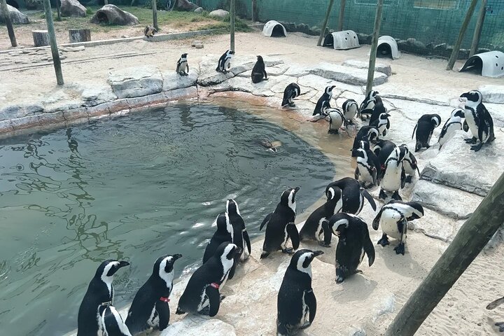 Guided Port Elizabeth Coastal Tour