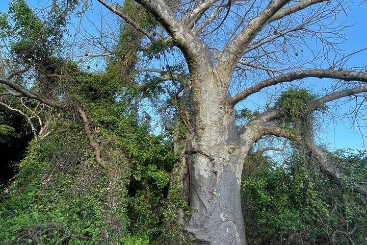 Bongoyo Island Full Day Tour from Dar Es Salaam