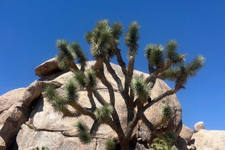 Joshua Tree National Park Sightseeing Adventure Tour