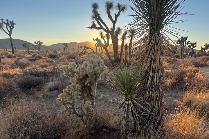Joshua Tree National Park Sightseeing Adventure Tour