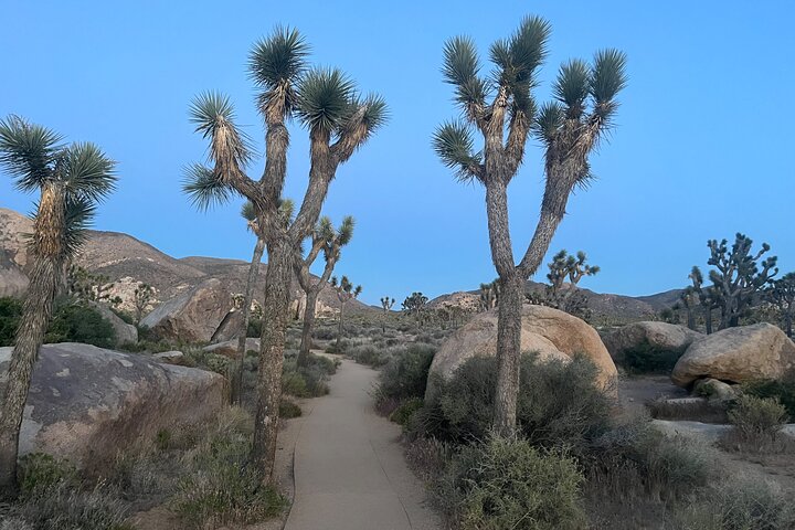 Joshua Tree National Park Sightseeing Adventure Tour