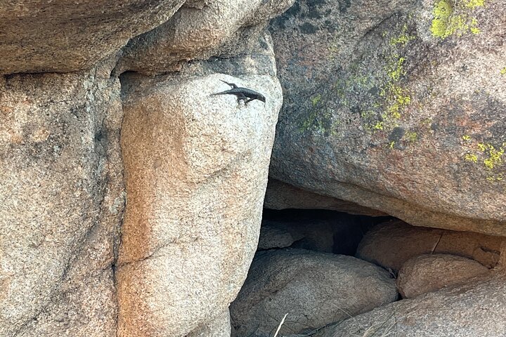 Joshua Tree National Park Sightseeing Adventure Tour