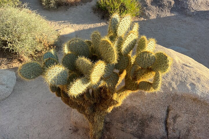 Joshua Tree National Park Sightseeing Adventure Tour