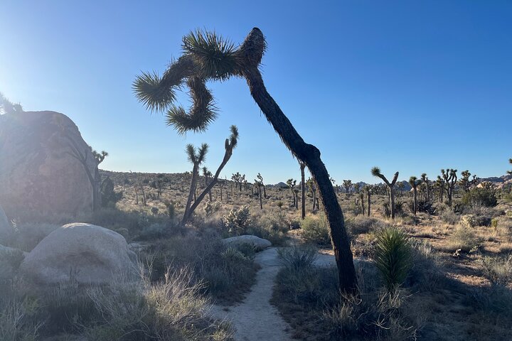 Joshua Tree National Park Sightseeing Adventure Tour