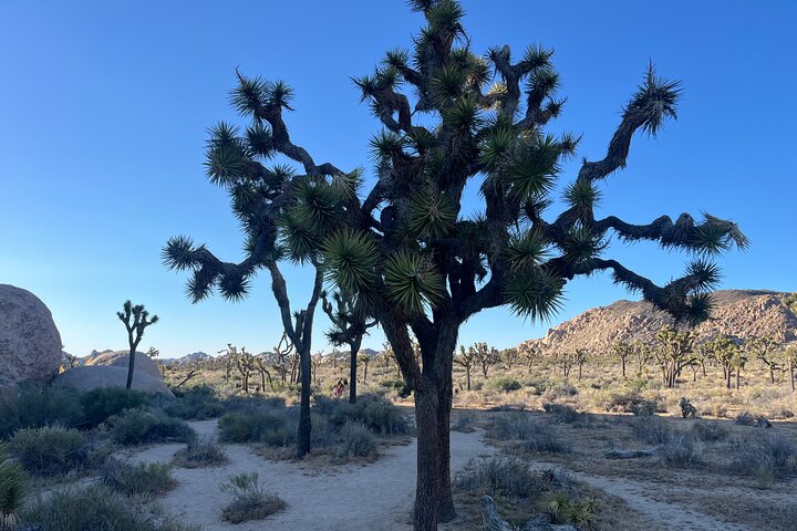 Joshua Tree National Park Sightseeing Adventure Tour