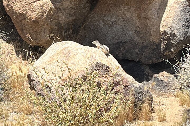 Joshua Tree National Park Sightseeing Adventure Tour
